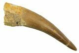 Fossil Plesiosaur (Zarafasaura) Tooth - Morocco #298322-1